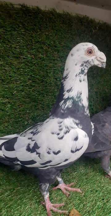 Porumbei stil vechi duduros