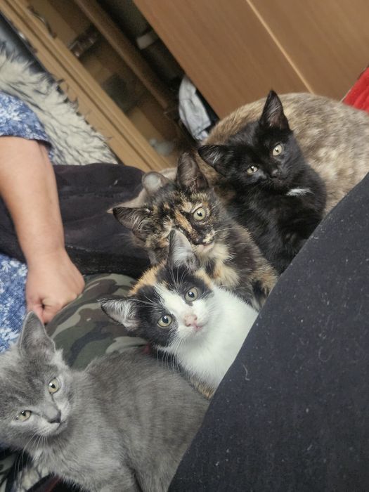Котята в добрые руки