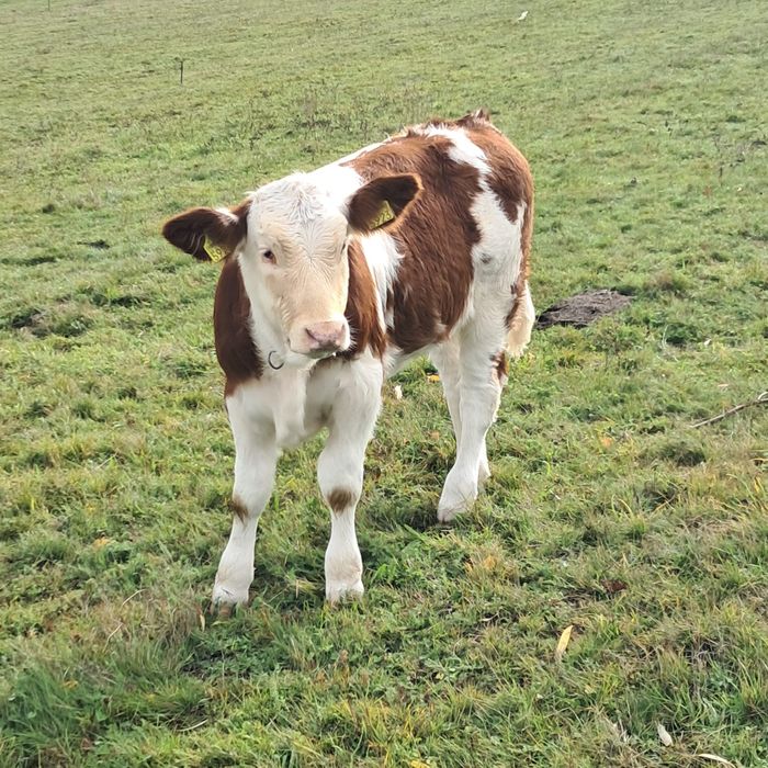 Vacă cu vițea de vînzare