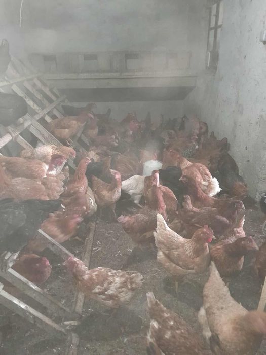 Vind găini ouătoare și rasă mixtă