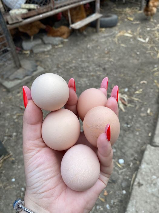 Ouă de găină de vânzare