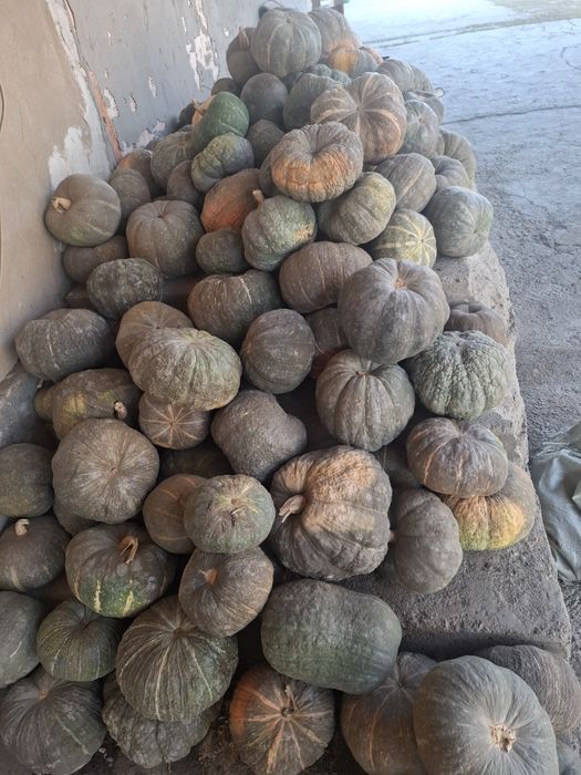 Продам тыкву для запекания (турпан)