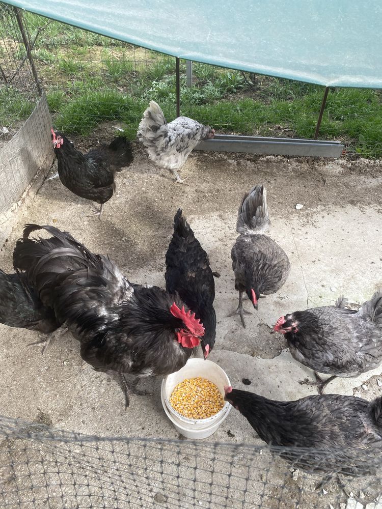 Gaini si cocosi australorp plymouth araucana