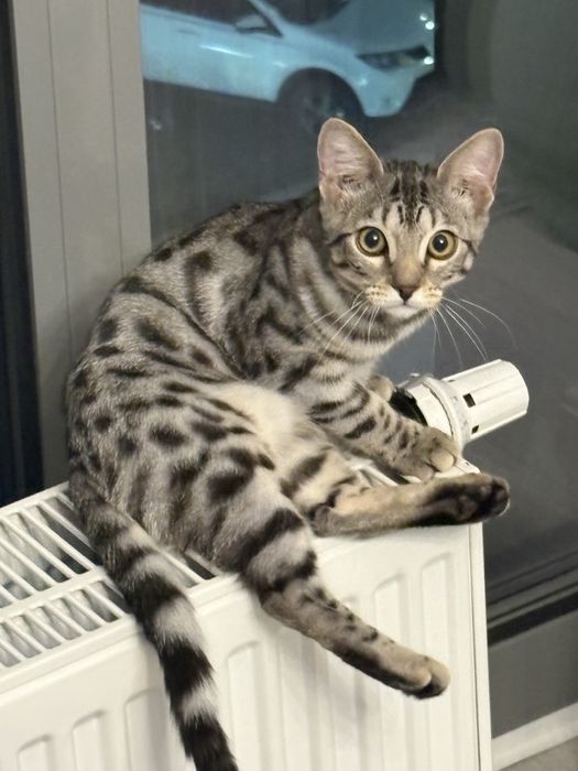 Бенгальская кошка