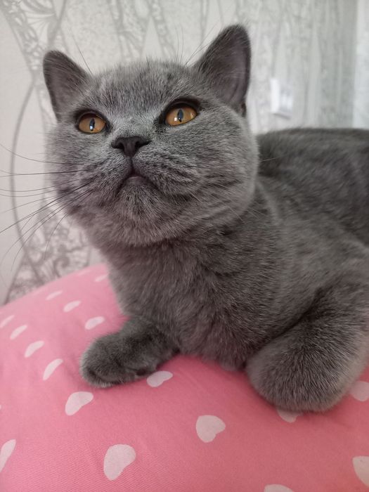 Мушук сотилади зоттор
