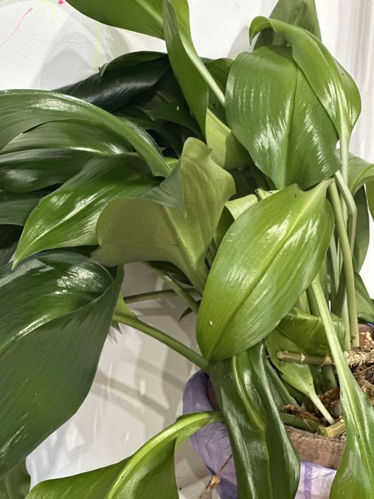 Продам отростки комнатного растения - эухарис