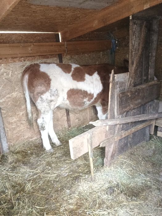 Vând junica bălțată Românească