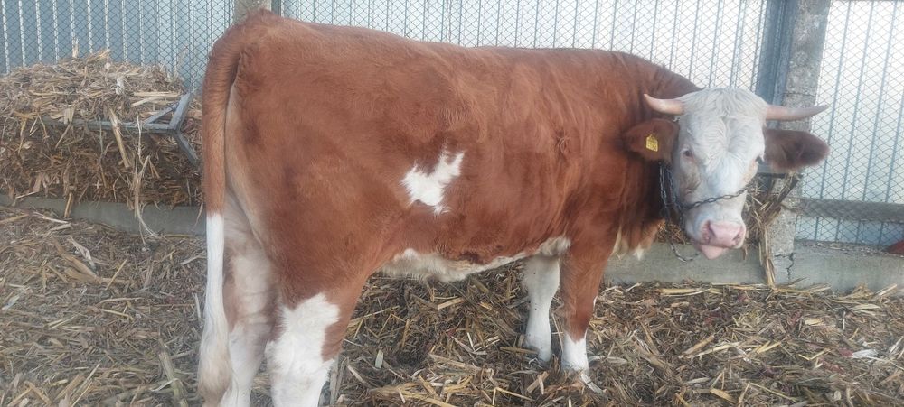 Vând juninca baltata românească