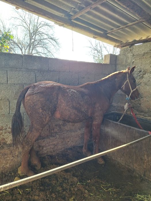 Ургашы 1.5 жасар тай