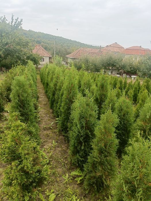 Vând tuia , diferite soiuri și marimi din ciumbrud alba