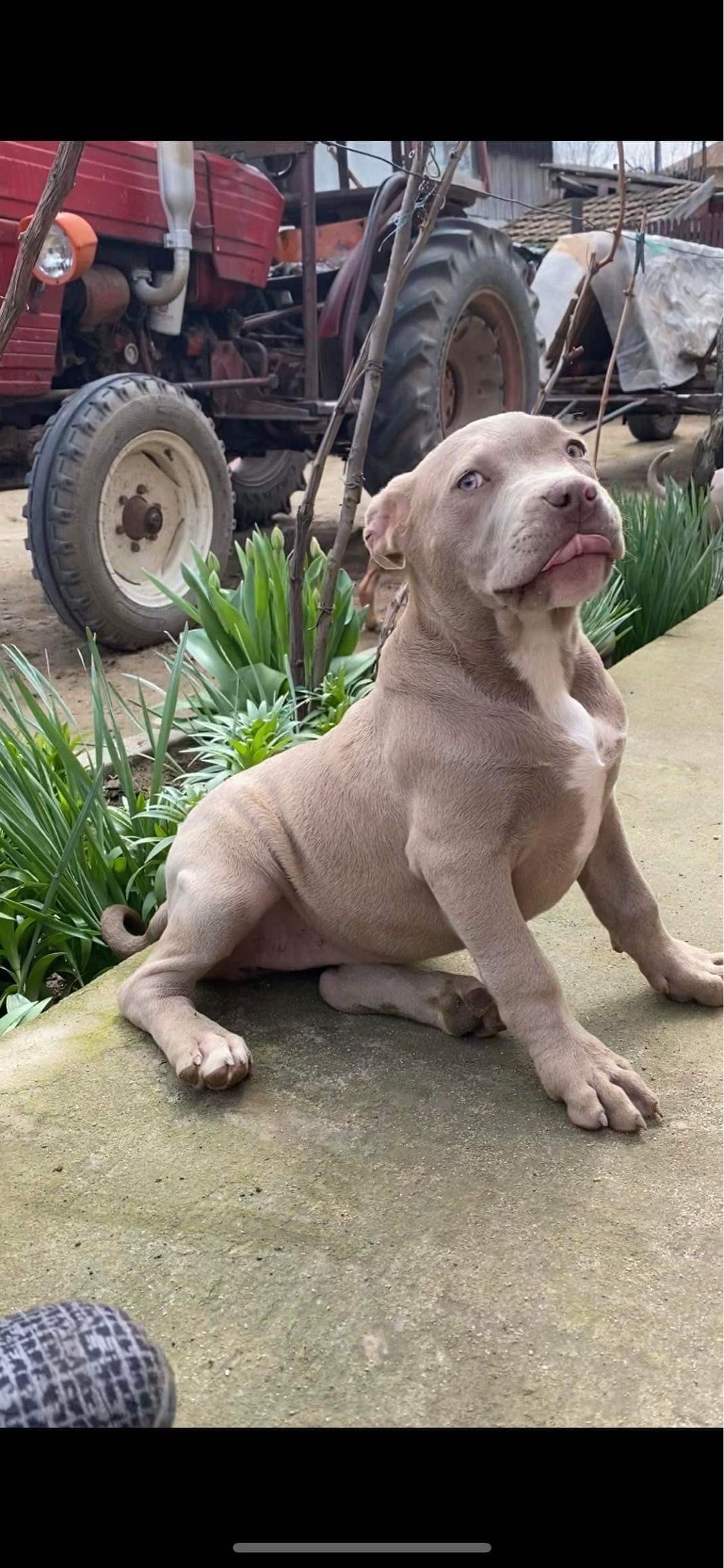 American bully femelă