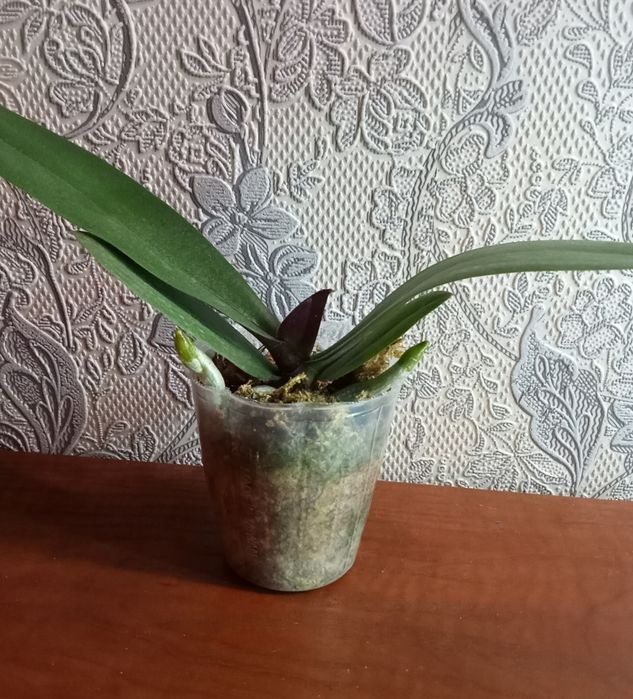 Орхидея сорт Розетта