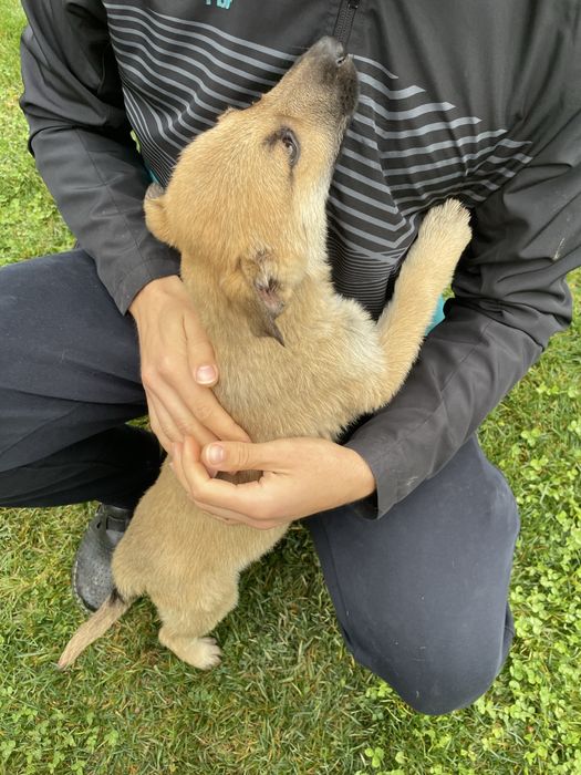 Подарявам кученце