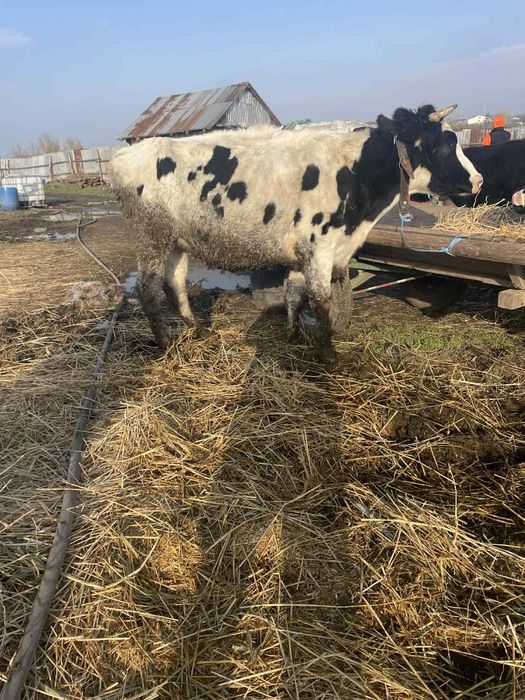 Vând 3 junici la prima fătare au 5-6 luni vițelul in ele fata de drept