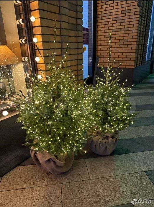 Ароматный, живая новогодняя елка Доставка живых елок в горшке в Алматы
