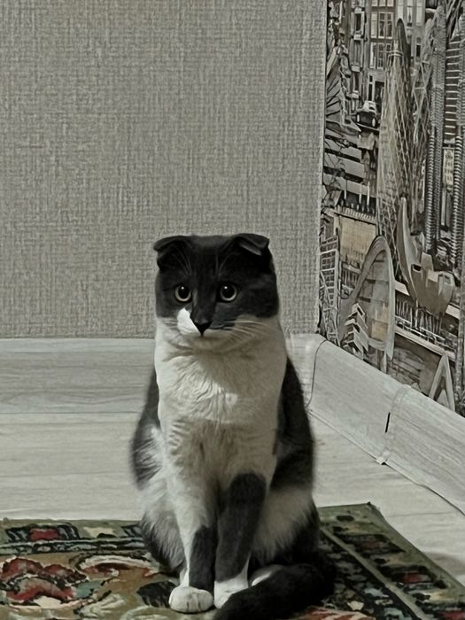 Шотландский мысык сатылады