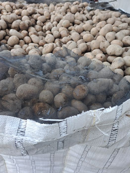 Cartofi ptr animale amidon