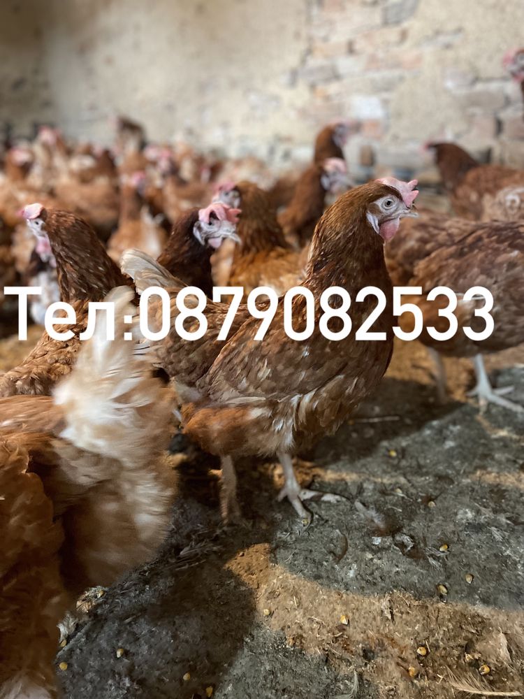 Продавам носачки за яйца
