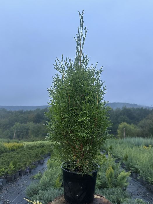 Thuja smaragd, tuia