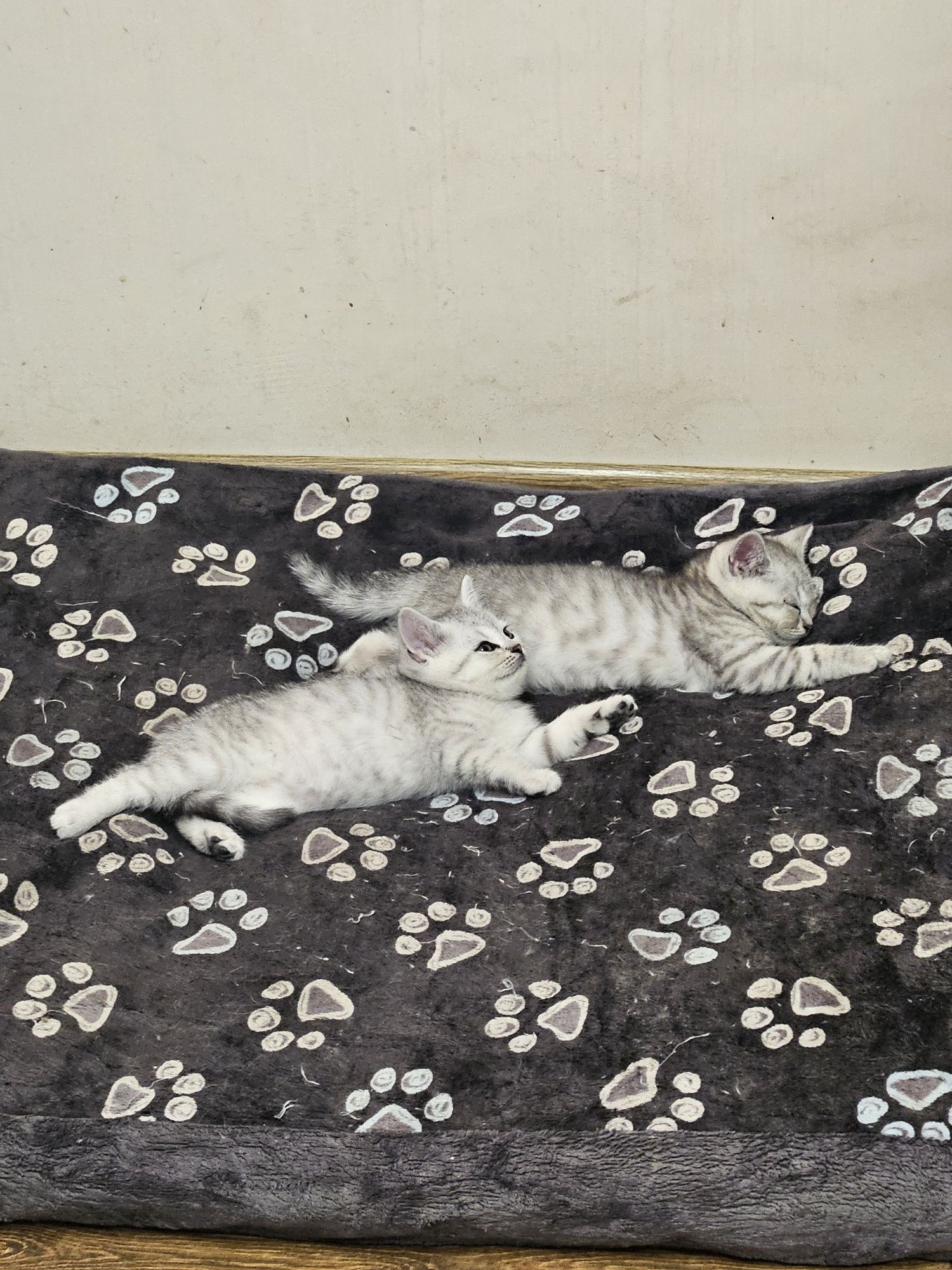 Британски късокосмести котенца