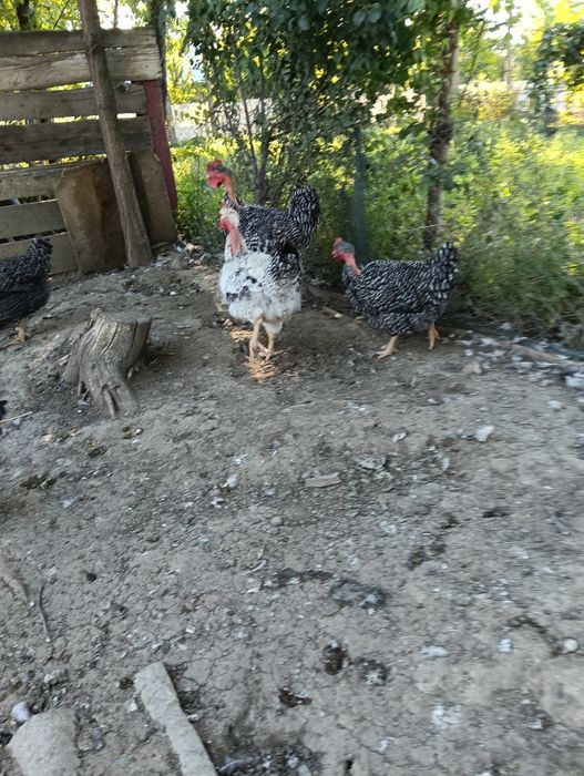Vând rate mute și cocoși