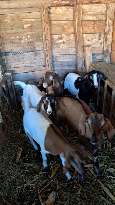 Vând iezi pentru sacrificat au 28 29 32 kg