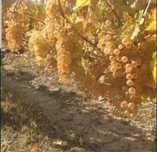 Struguri de vin producție 2025