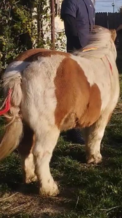 De vnzare ponei 4 ani fac și schimbi poze pe watap
