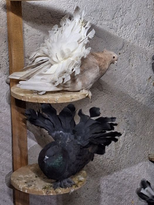 Rotați și Voltați Indieni