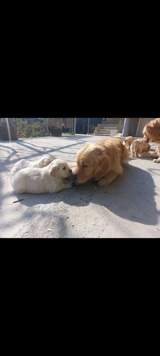 Голдън ретривър бебета