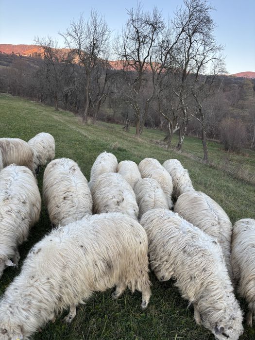 Oii reforme de vanzare