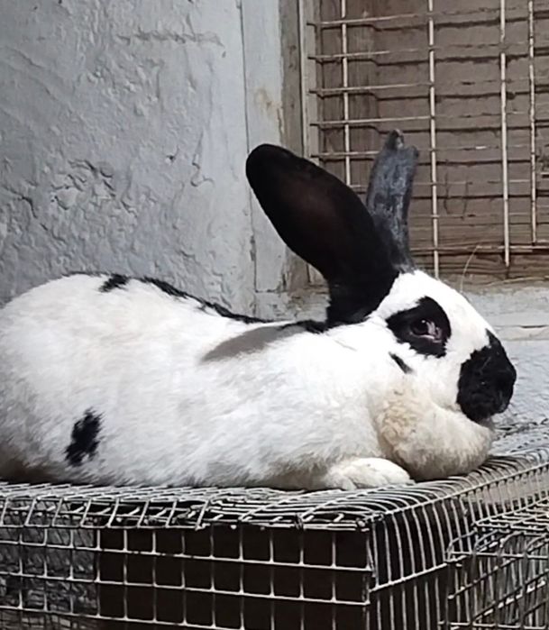 Продаётся крол строкач.