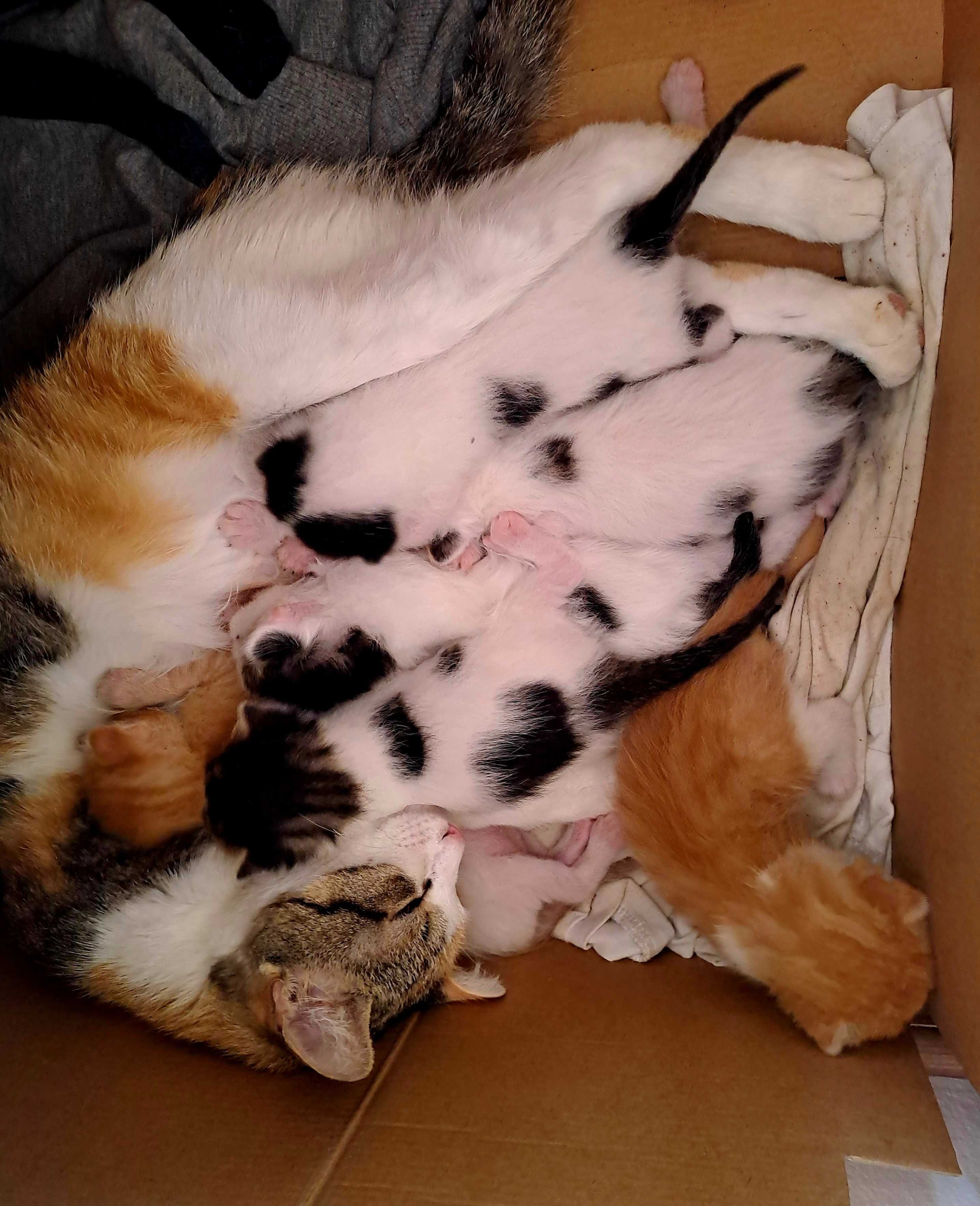 Котета Подарявам