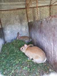 Disponibili 2 puii iepuri foarte frumoși