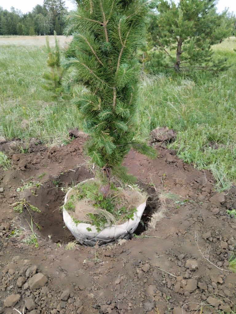 саженцы деревьев