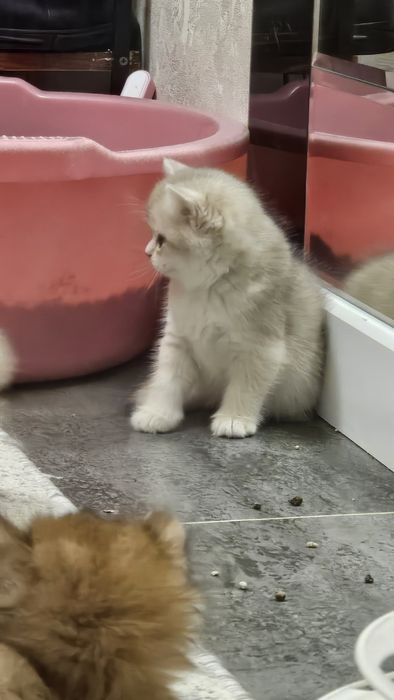 Британская золотая шиншила продаётся