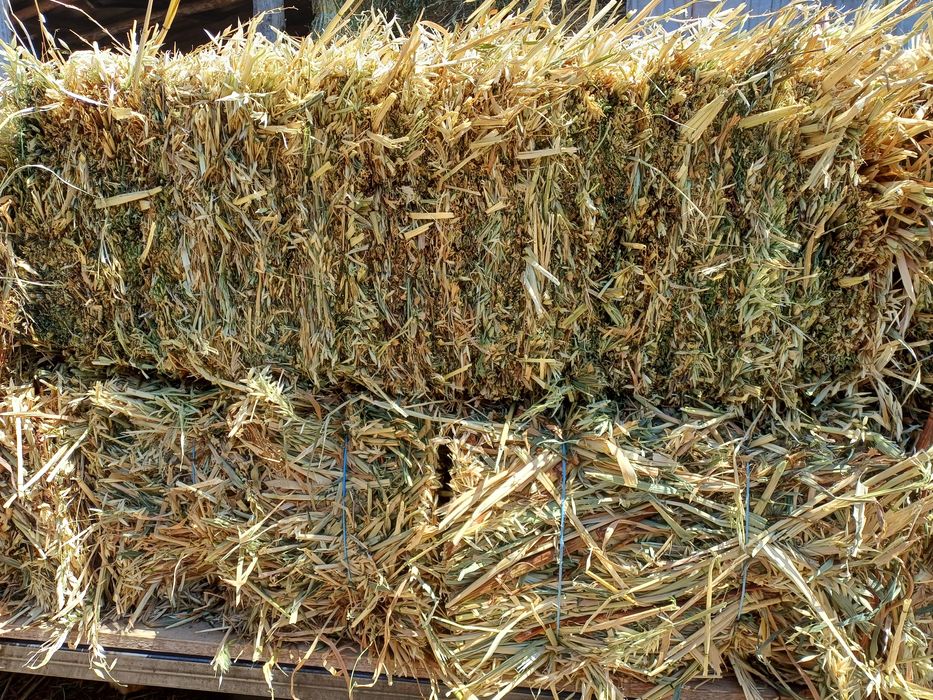 Vând 800 baloti de Ovaz si peste 3000baloto fan