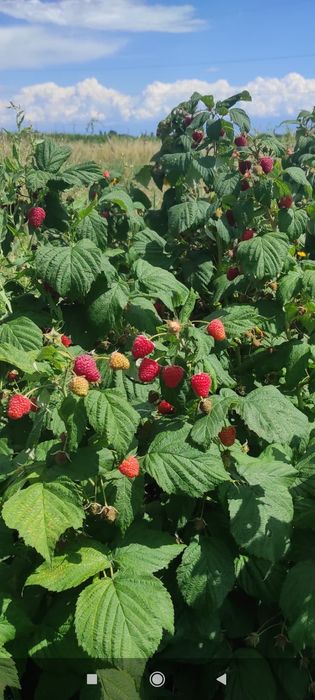 Малина Полана ва Полька,оригинал сорт