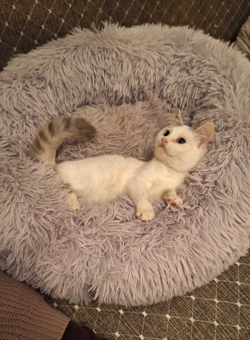 Котята девочки и мальчики