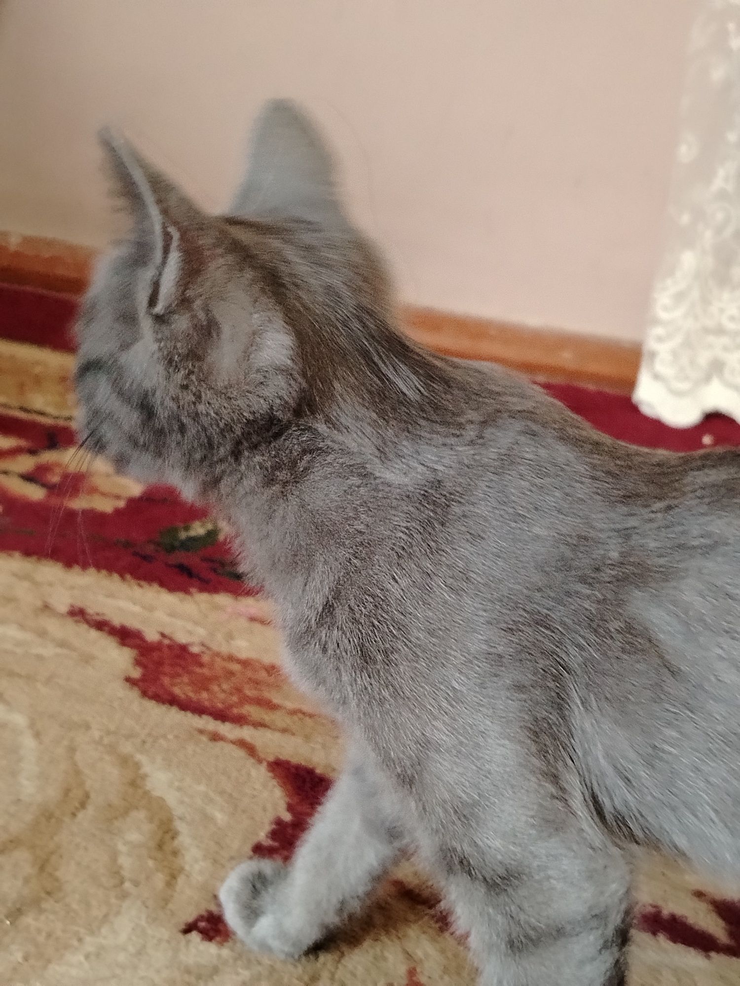 Zotdor mushukcha. Biram Xarakteri nejniy. Uyquchii