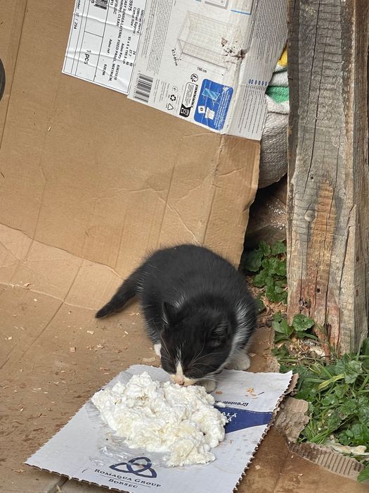 Donez pui de pisică și pe mama lor