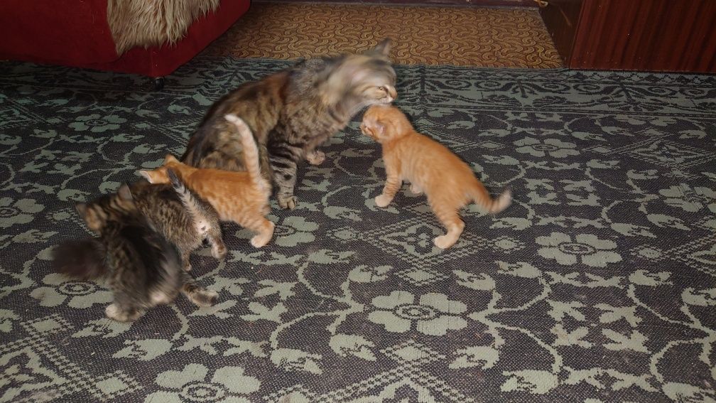 Подарявам котета!