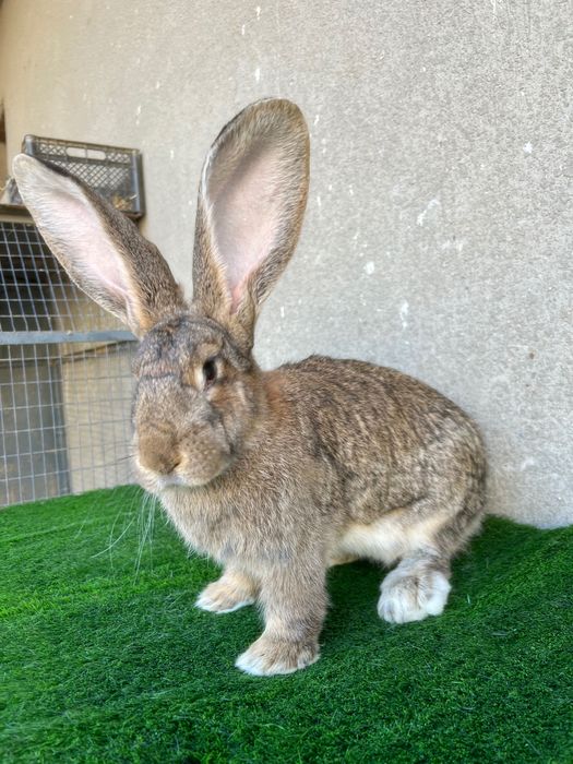 Фландер 7 ойлик самка