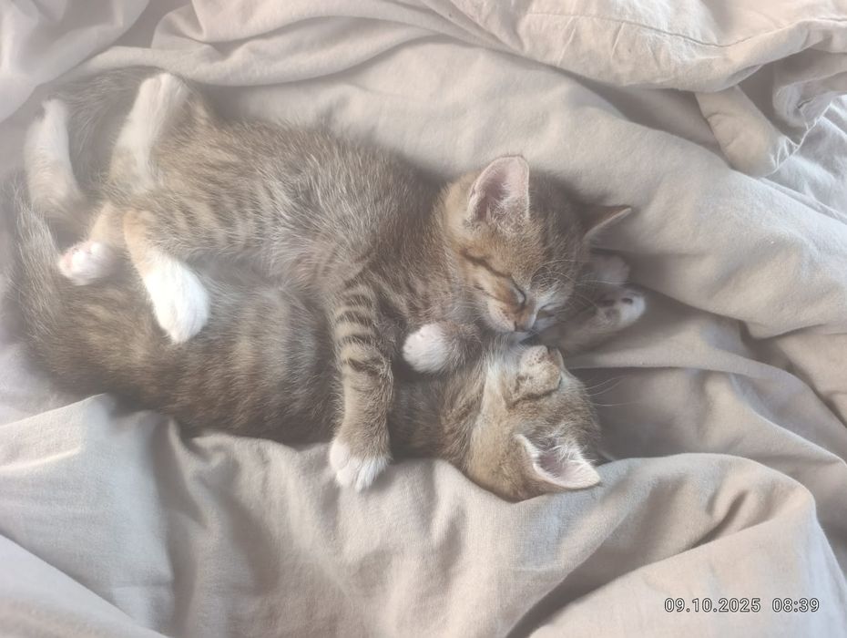 Отдам котят, мать сиамка, отец таби