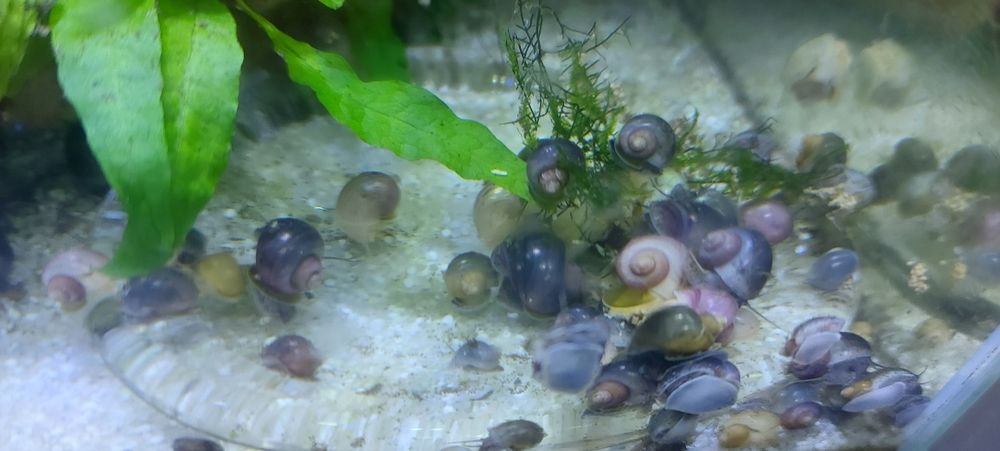 Melci pomaceea, de substrat si plante