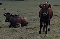 Продам Коров бычков телят разный возраст