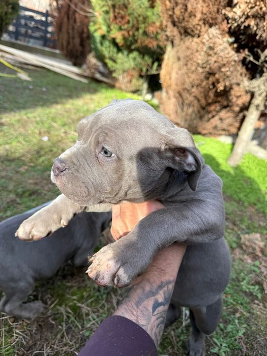 Американско були