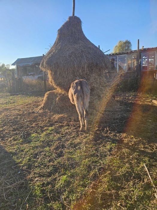 2 magarite 2000 lei amandoua