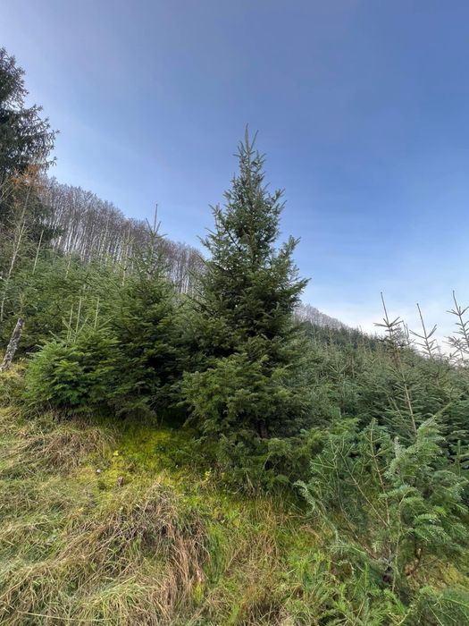 Brazi de craciun din plantatie speciala