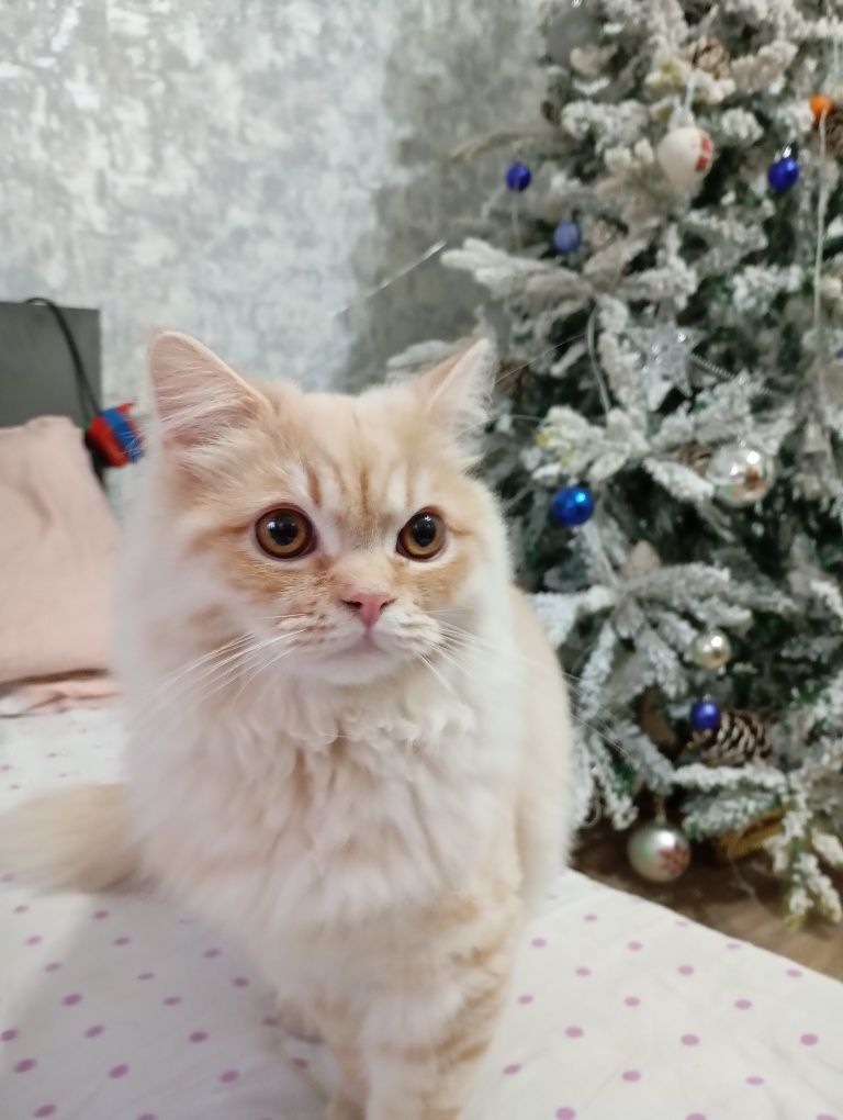 Передержка кошек